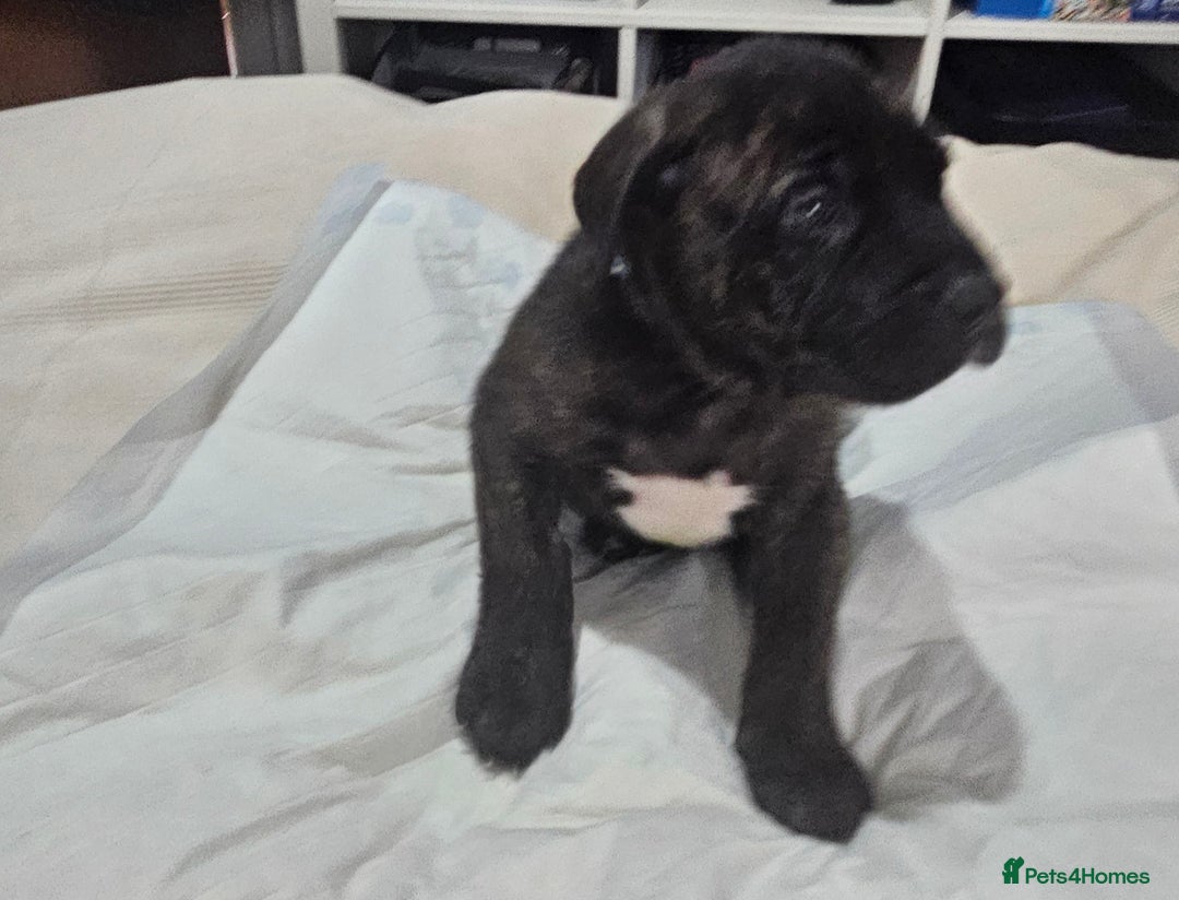 Cane Corso dogs for sale: Cane corsos  puppies  - Image 3