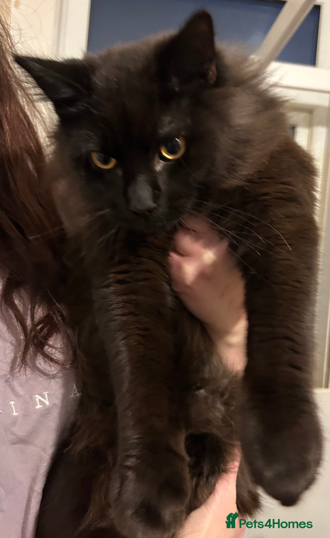 Mixed Breed cats for sale: Cross Maine coon - Advert 5