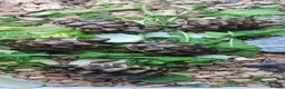 Tortoise reptiles for sale: Baby Tortoises  - Advert 2