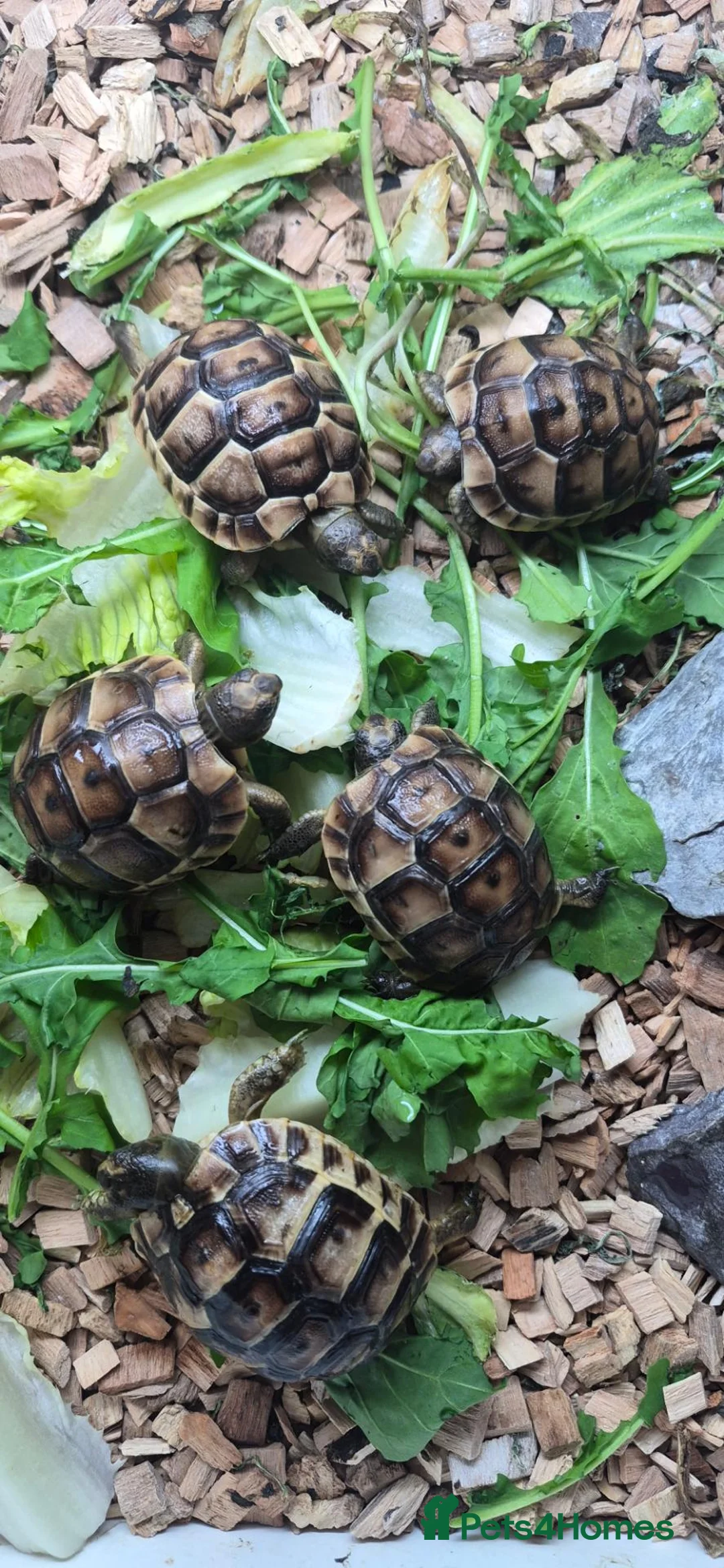Tortoise reptiles for sale: Baby Tortoises  - Advert 2