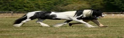 Irish Cob horses for sale: Niamh  in Warwick - Advert 1