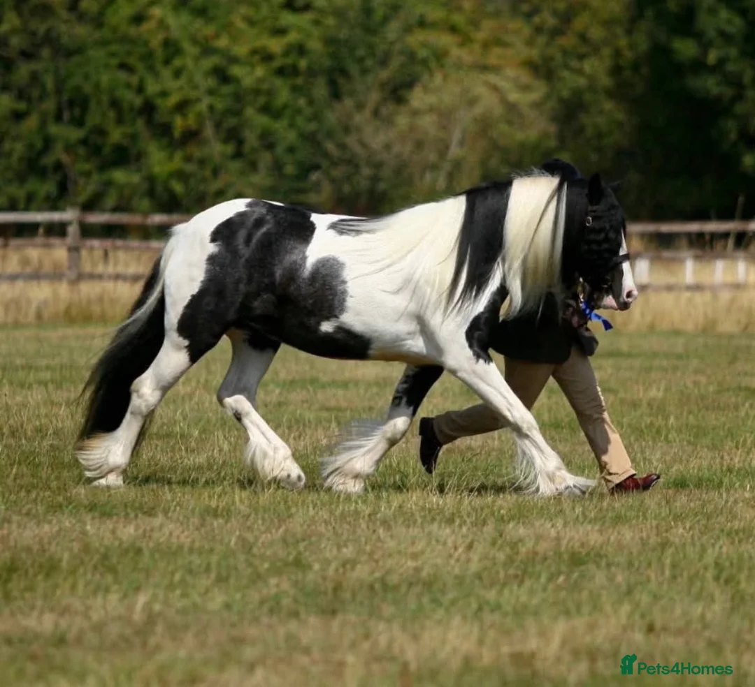Irish Cob horses for sale: Niamh  in Warwick - Advert 1