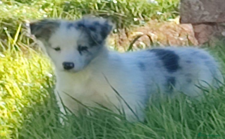 Border Collie dogs - Advert 3