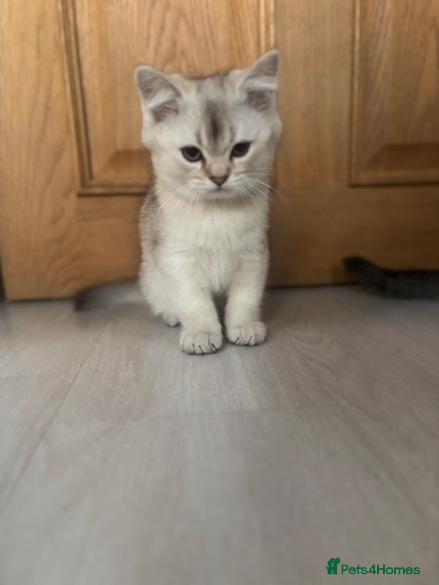 British Shorthair cats Ready to go!!! - Advert 5