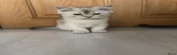British Shorthair cats for sale: Ready to go!!! - Advert 1