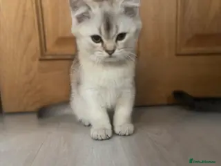 British Shorthair cats Ready to go!!! - Advert 4