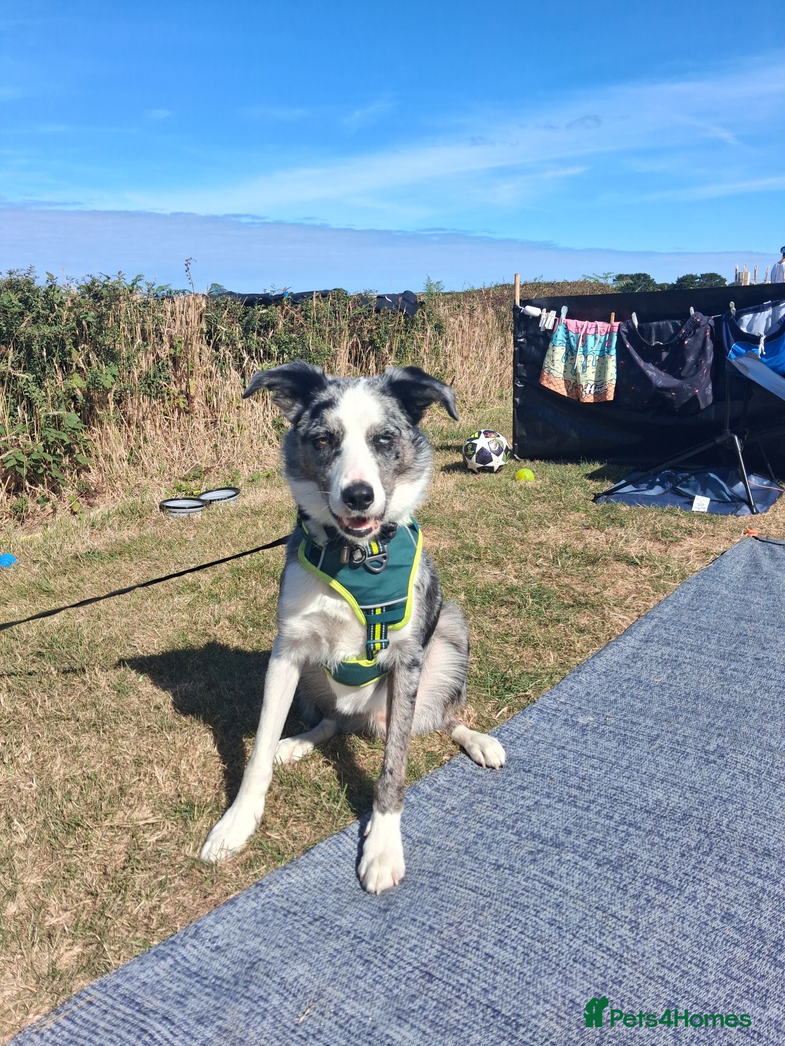 Border Collie dogs Blue merle bi eyed male for rehome - Advert 2