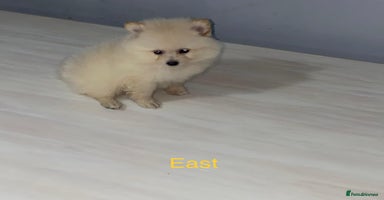 Pomeranian dogs - Advert 13