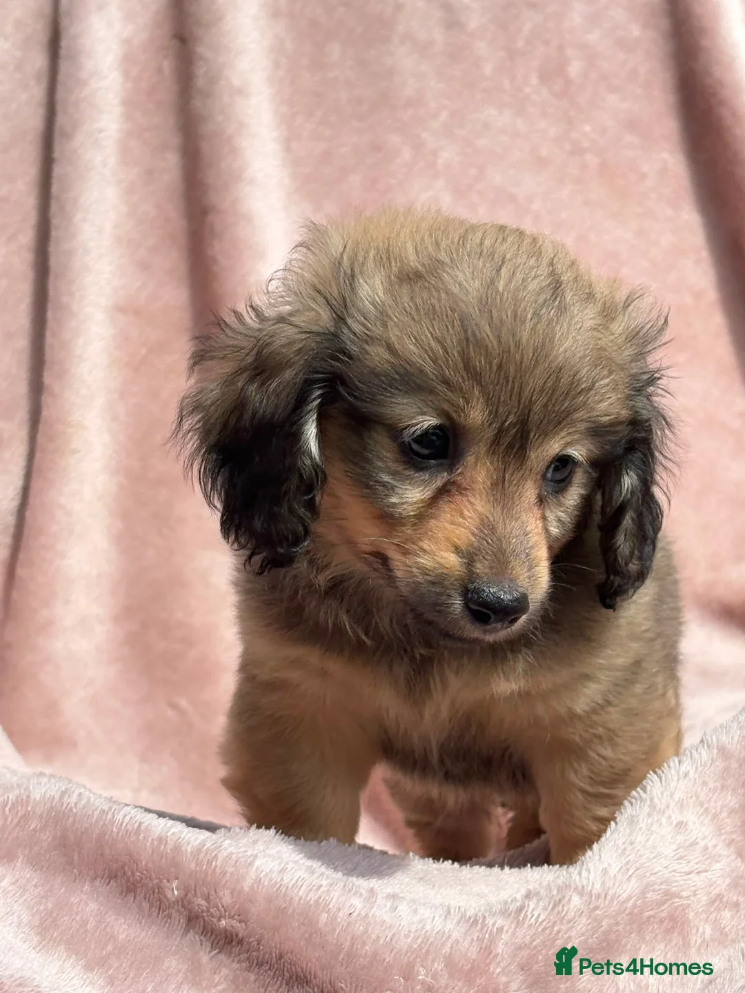 Mixed Breed dogs for sale: Long Haired Mini Dachshund x Chorkie Pups For Sale in Newton Stewart - Advert 2