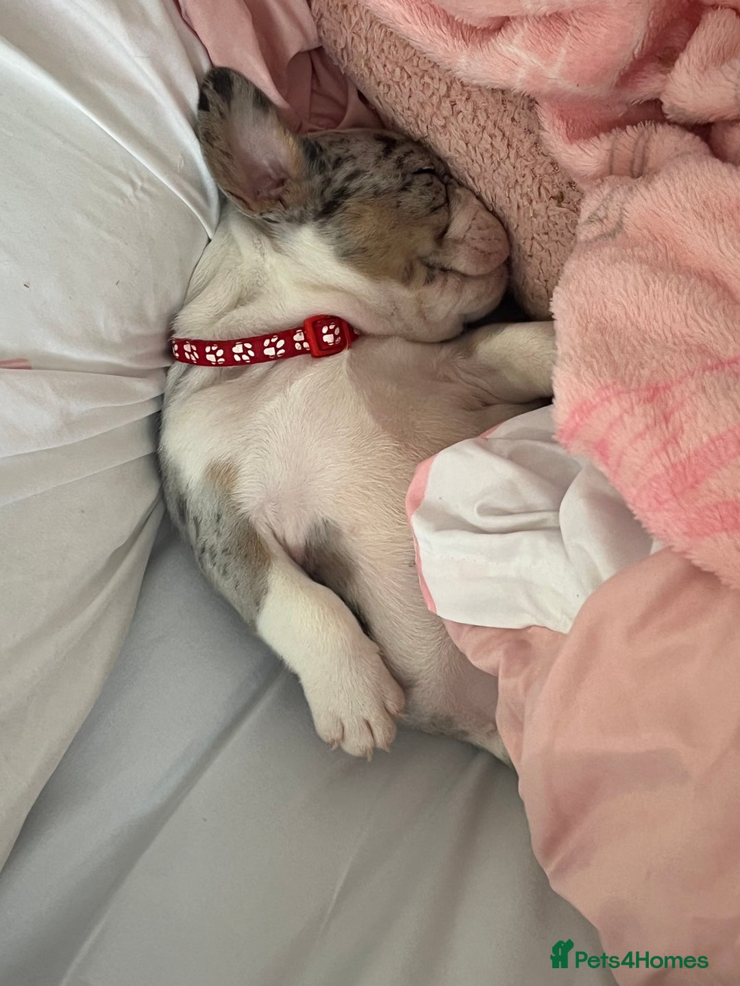 French Bulldog dogs for sale: Stunning Female Merle French Bulldog.  - Image 6