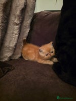 Exotic cats Supreme Quality Exotics - TICA reg - Advert 7