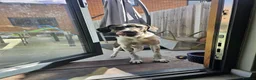 Mixed Breed dogs for adoption: Sully (Magnus) - Advert 4