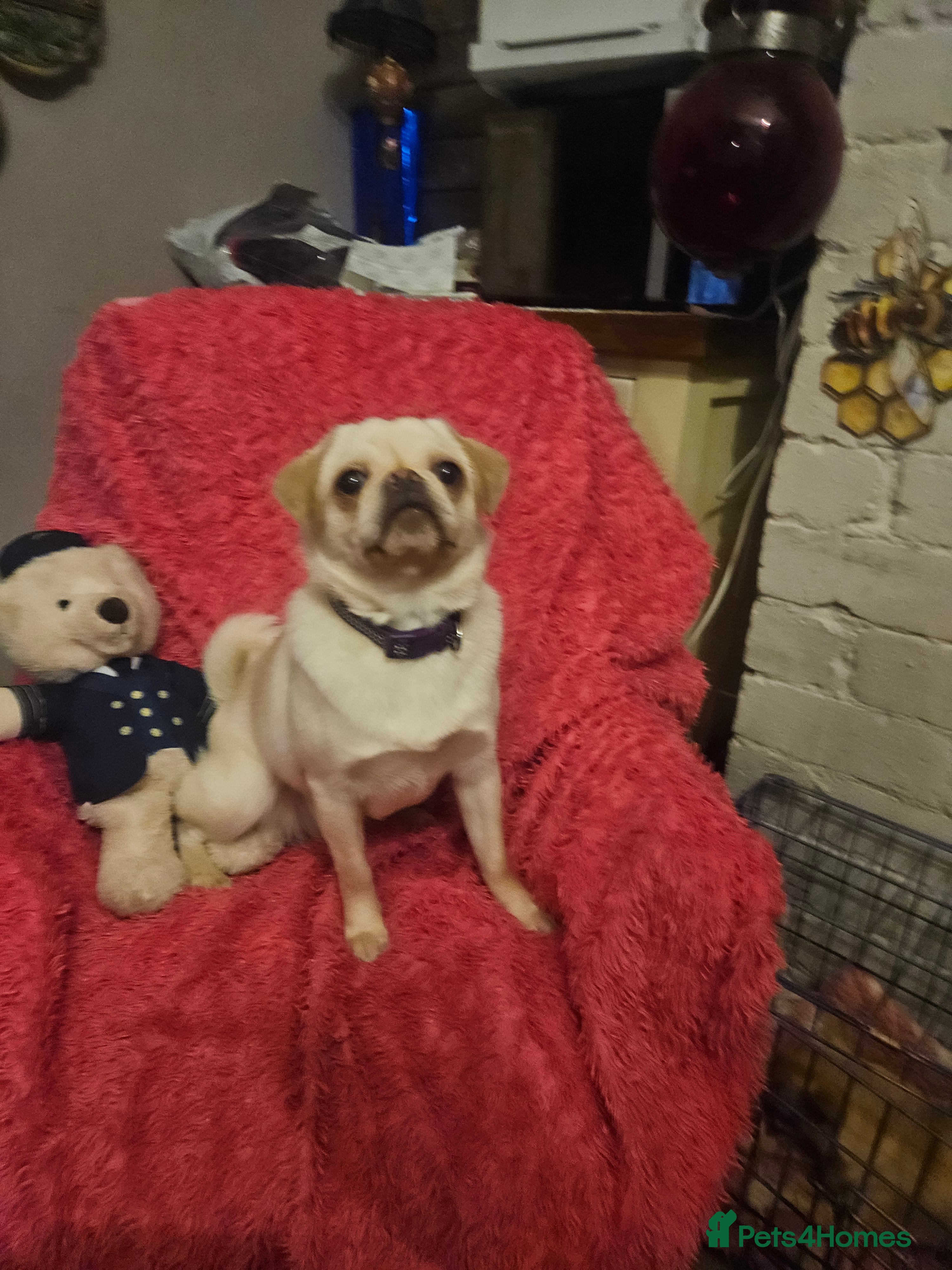 Pug dogs Young pug bitch - Advert 11