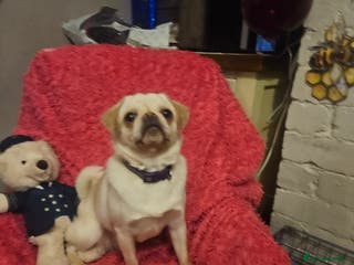 Pug dogs Young pug bitch - Advert 11