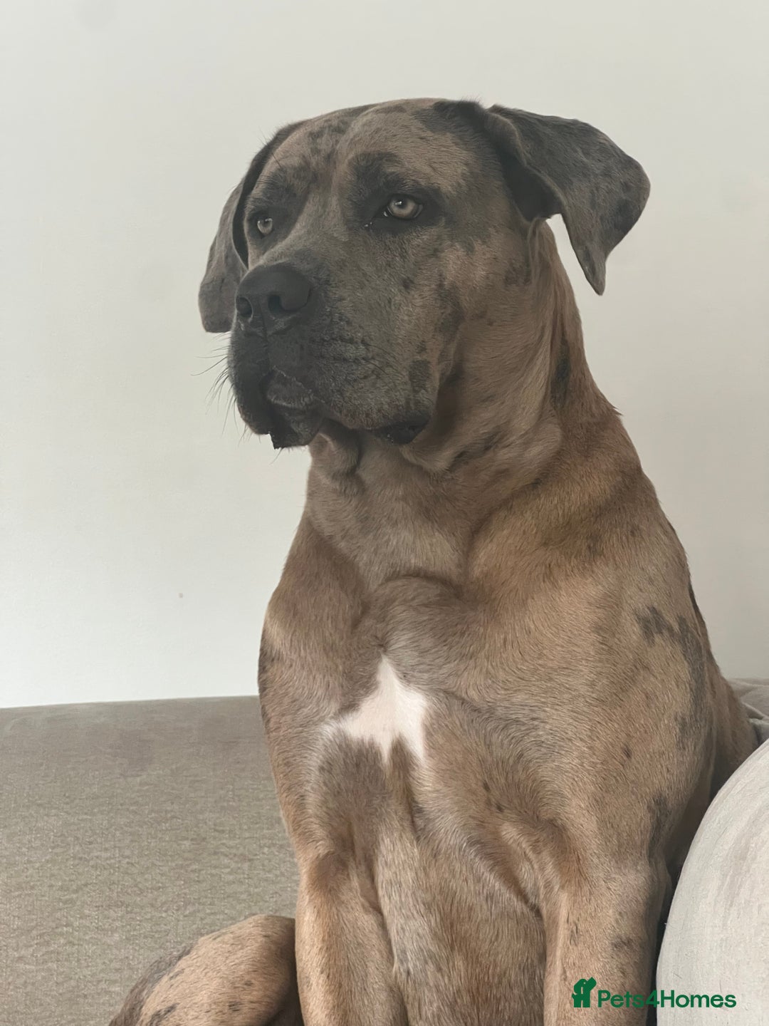 Mixed Breed dogs for sale: Lilly looking for a forever home  - Advert 2