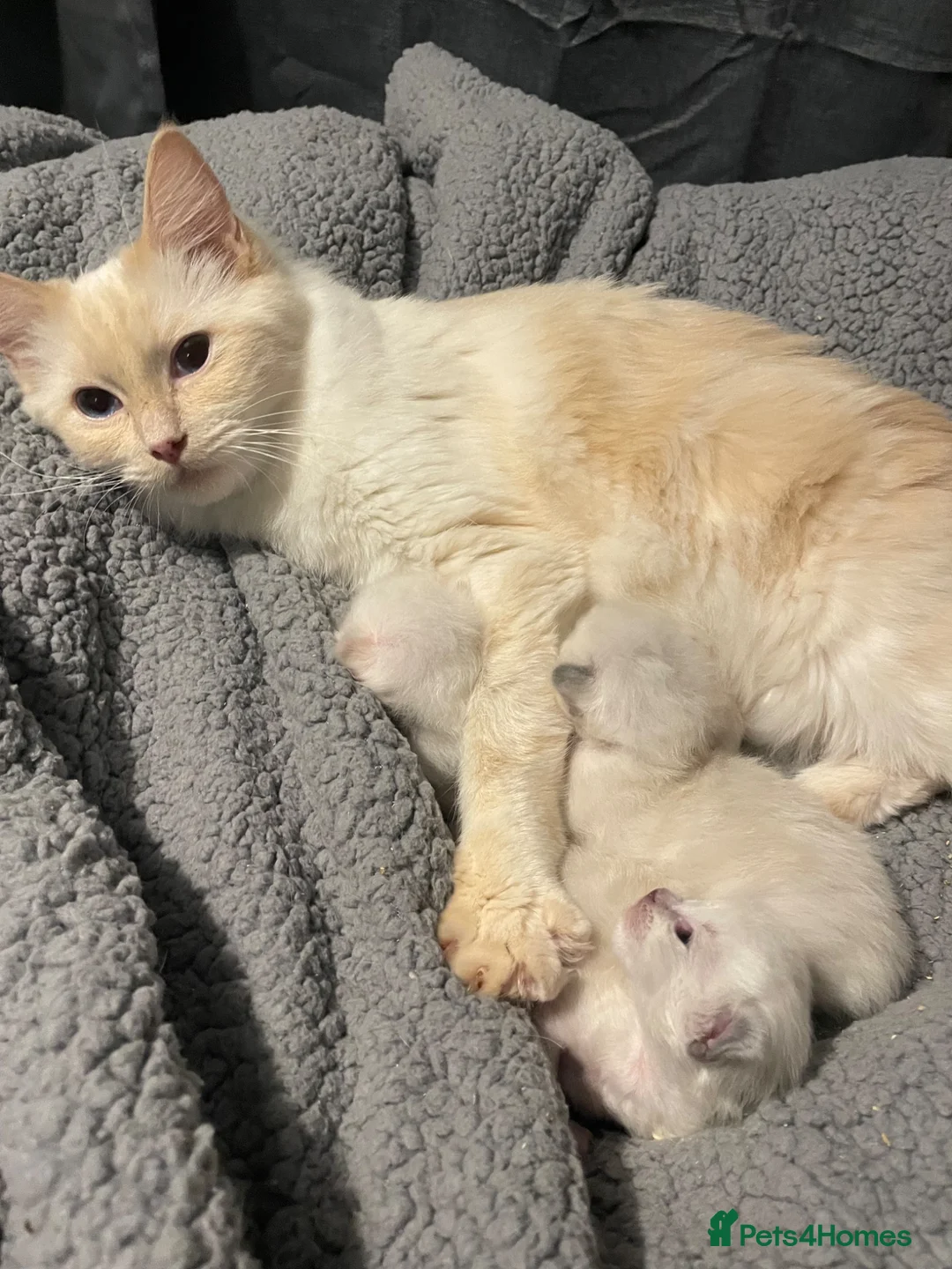 Ragdoll cats for sale: Pure ragdoll kittens  - Advert 1