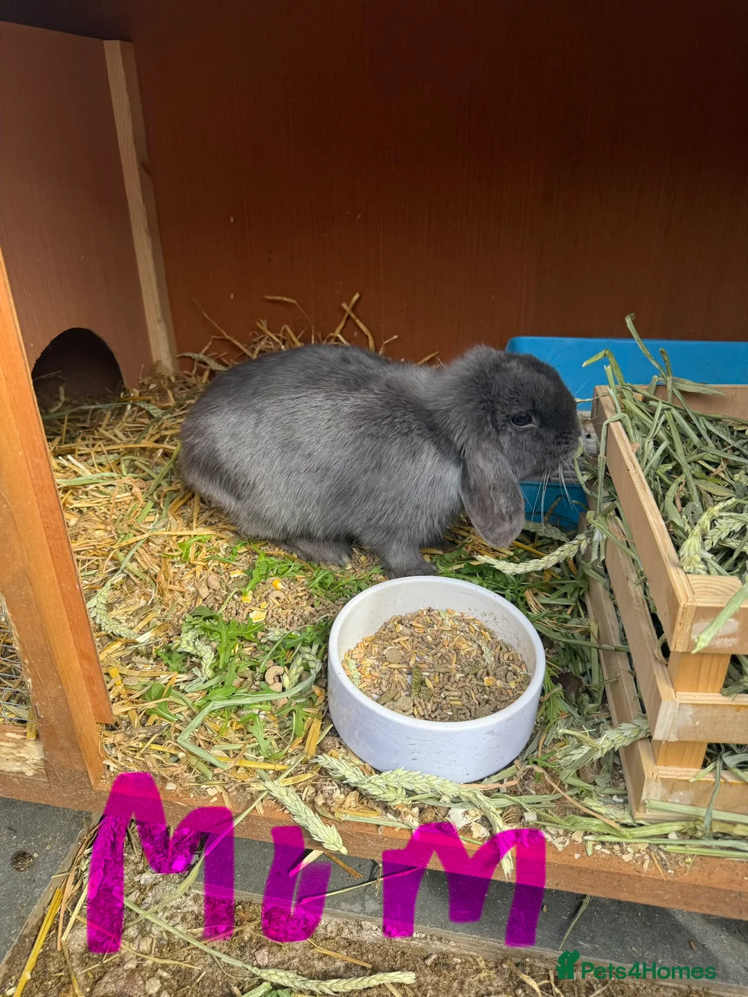 Mini Lop rabbits for sale: 6 x Blue & Lilac Mini Lops - Waiting List Now Open - Advert 2