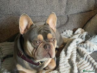 French Bulldog dogs French bulldog, male , Dexter - Advert 21