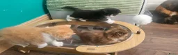 Selkirk Rex cats for sale:  Beautiful Home-Raised Selkirk Rex&BSH Kittens 😻 - Advert 33