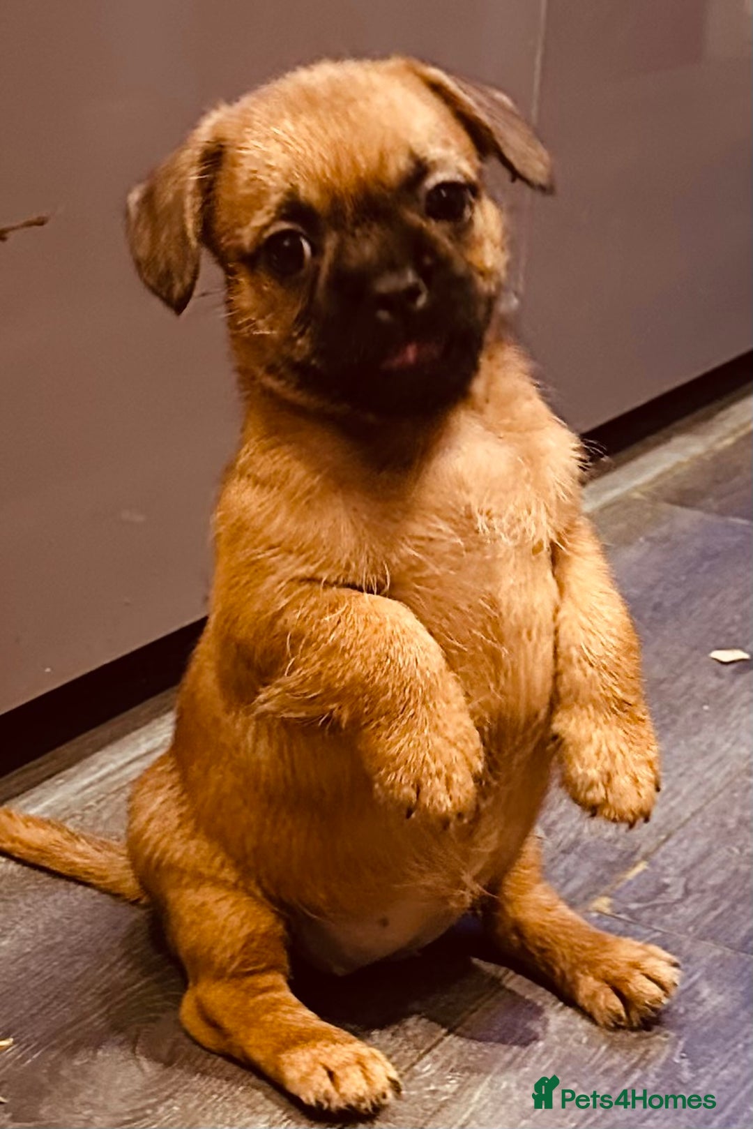 Mixed Breed dogs for sale: Frenchie X - Image 1