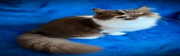 British Longhair cats for sale: Champion line Chocolate/white boy - Advert 4