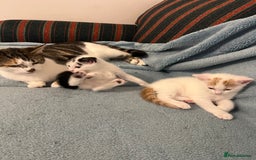 Mixed Breed cats for sale: Pretty kittens - Image 4