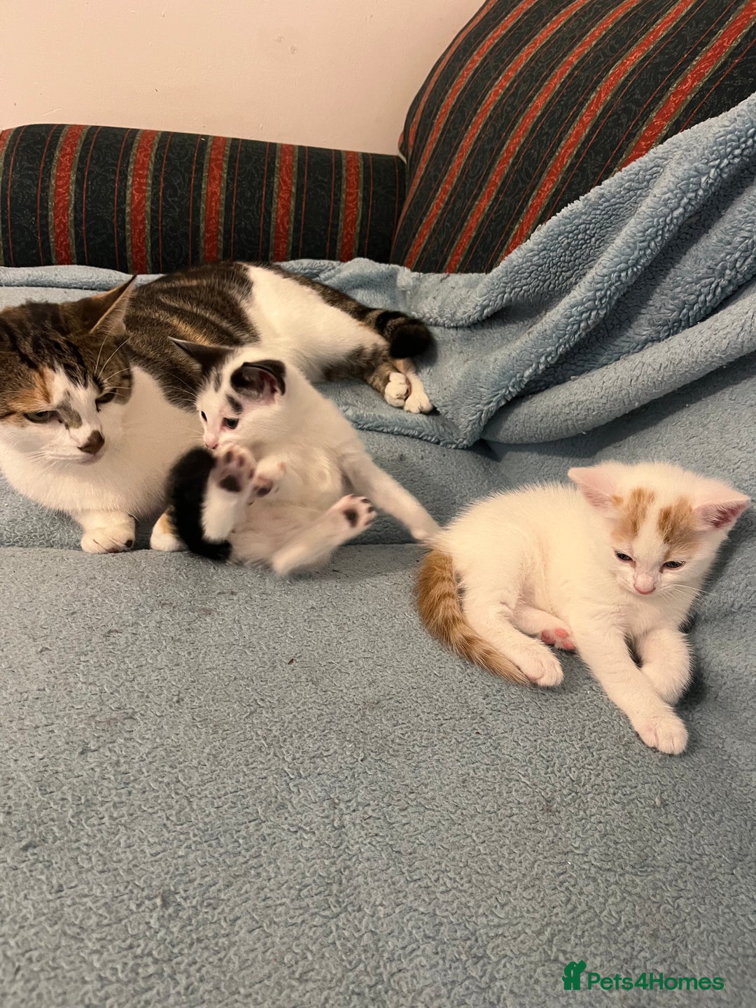 Mixed Breed cats for sale: Pretty kittens - Image 4