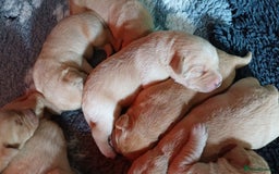 Labrador Retriever dogs for sale: KC REGISTERED YELLOW LABRADOR PUPPIES FOR SALE  - Image 3