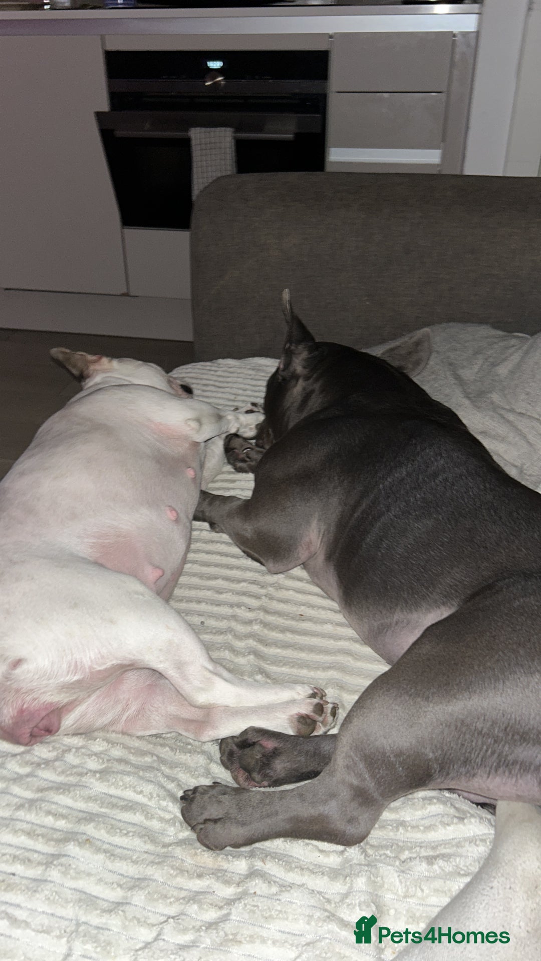 Mixed Breed dogs for sale: PEARL AND PAX - Advert 5