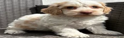 Cockapoo dogs for sale: F1 cockapoo puppies  - Advert 10