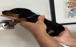 Miniature Dachshund dogs for sale: Miniature dachshund puppies 🐾 - Advert 33