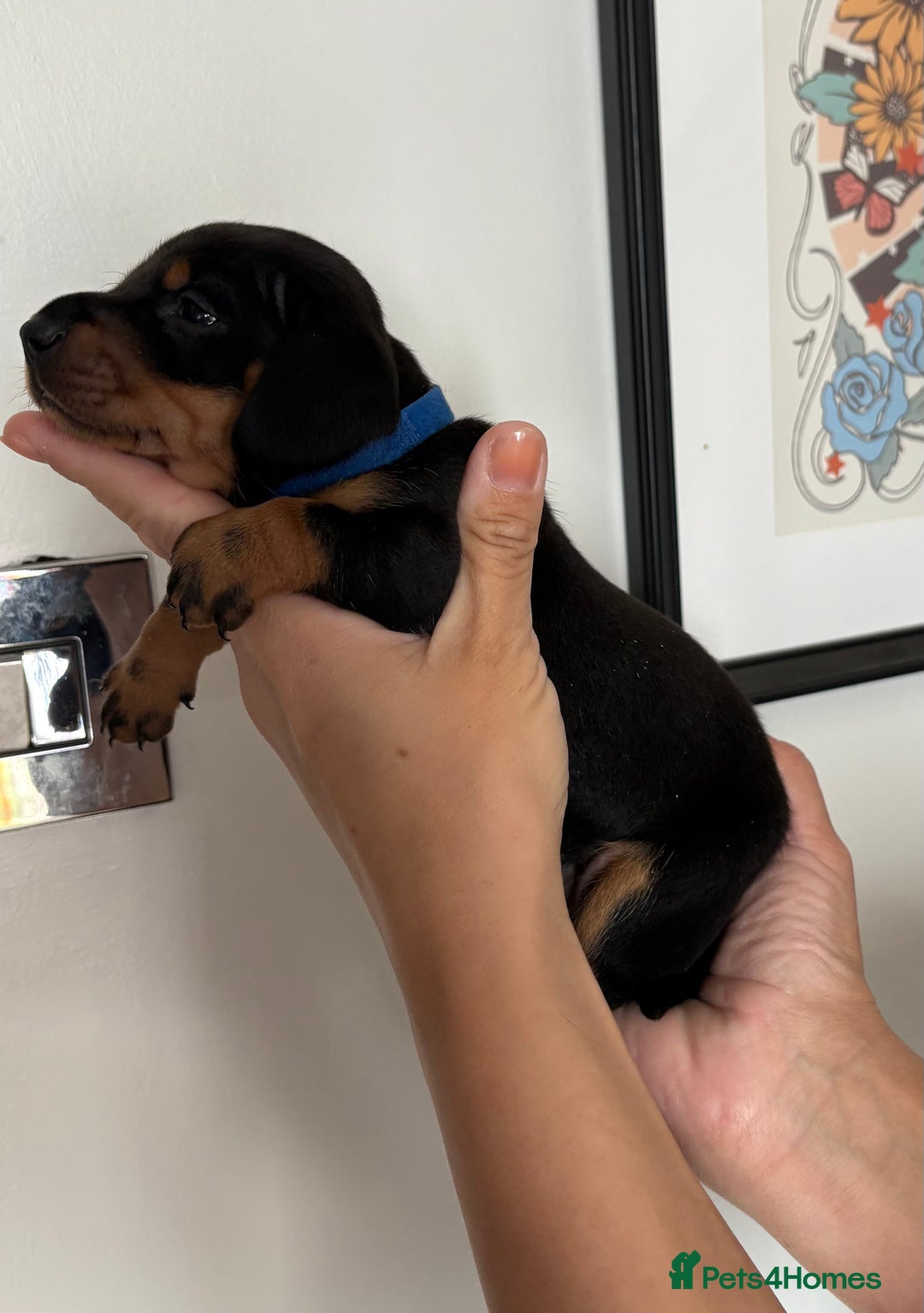 Miniature Dachshund dogs for sale: Miniature dachshund puppies 🐾 - Advert 33