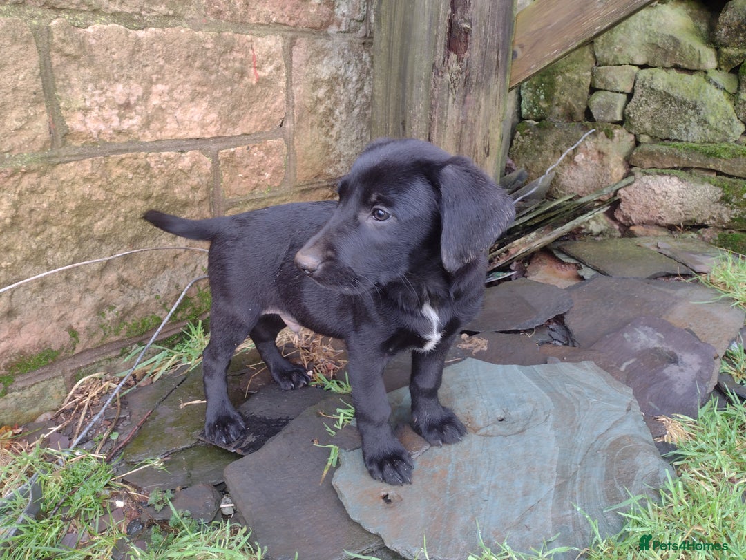 Mixed Breed dogs for sale: Collie X Sheepdog Puppies - Advert 11