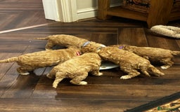 Shihpoo dogs for sale: F1b Shihpoo Puppies - 2 boys, 3 girls  - Advert 22