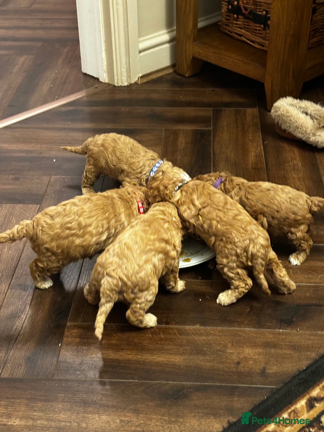 Shihpoo dogs for sale: F1b Shihpoo Puppies - 2 boys, 3 girls  - Advert 22