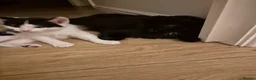 Mixed Breed cats for sale: Unique Smart Kittens for Loving Homes  in Kilwinning - Advert 20