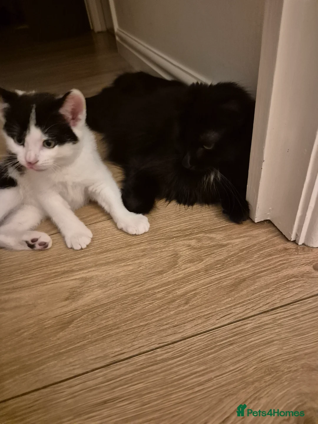 Mixed Breed cats for sale: Unique Smart Kittens for Loving Homes  in Kilwinning - Advert 20