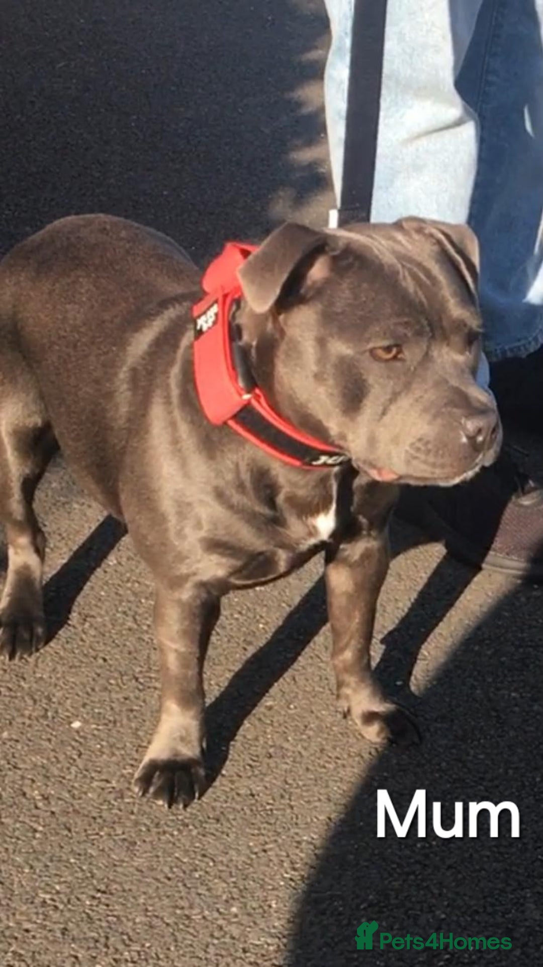 Staffordshire Bull Terrier dogs for sale: Beautiful Staffordshire Bull Terrier puppies - Advert 13