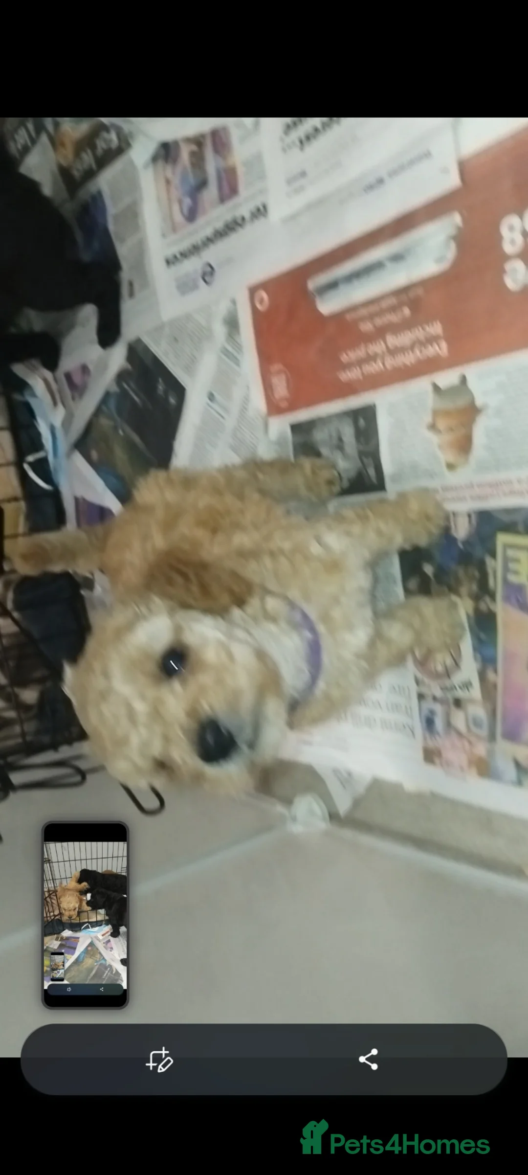 Cockapoo dogs for sale: Beautiful furebaby - Advert 2