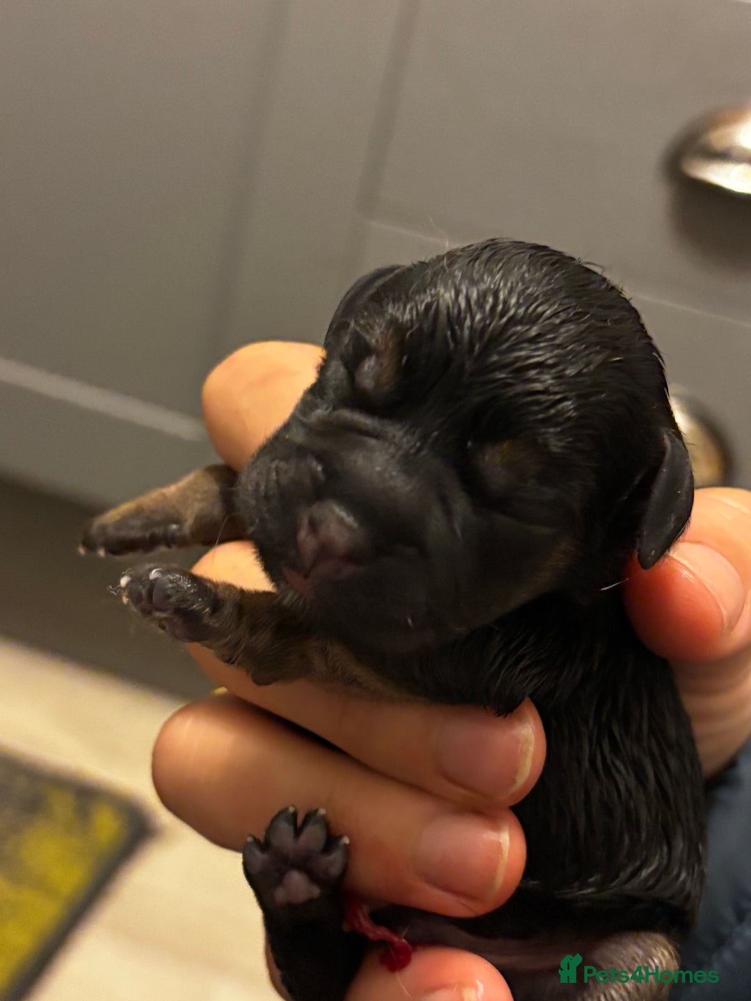 Border Terrier dogs for sale: Beautiful KC registered Border Terrier boys  - Advert 6