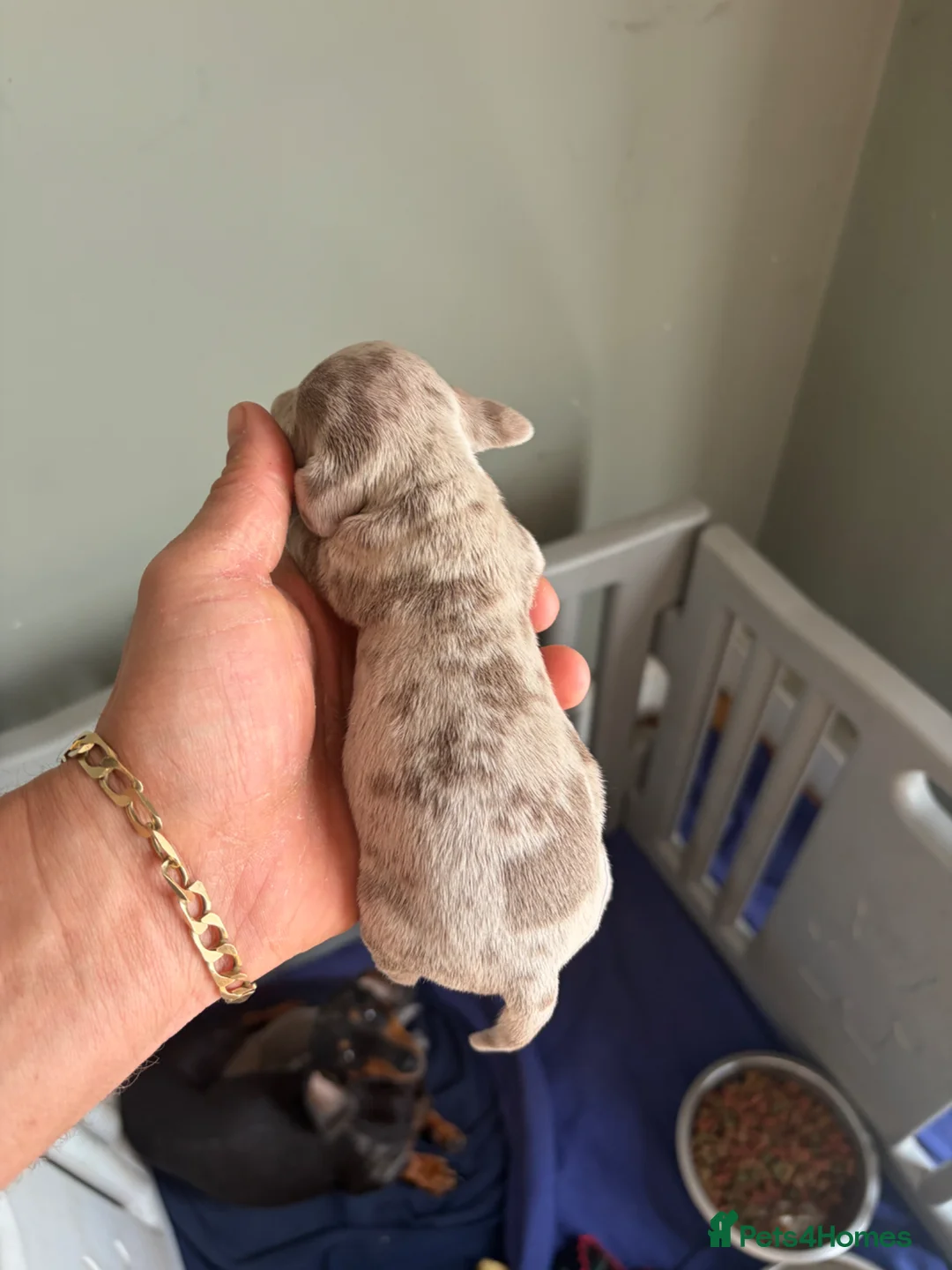 Miniature Dachshund dogs for sale: Mini Dachshunds  - Advert 2