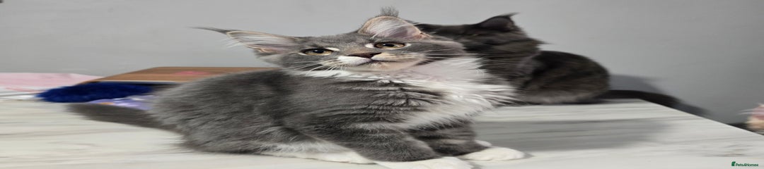Blue tabby with white male
