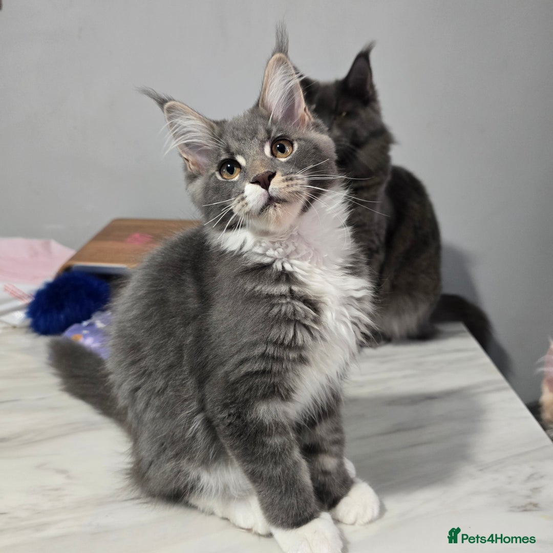 Maine Coon cats for sale: Ready now boys Mainecoon tica registered  - Image 5