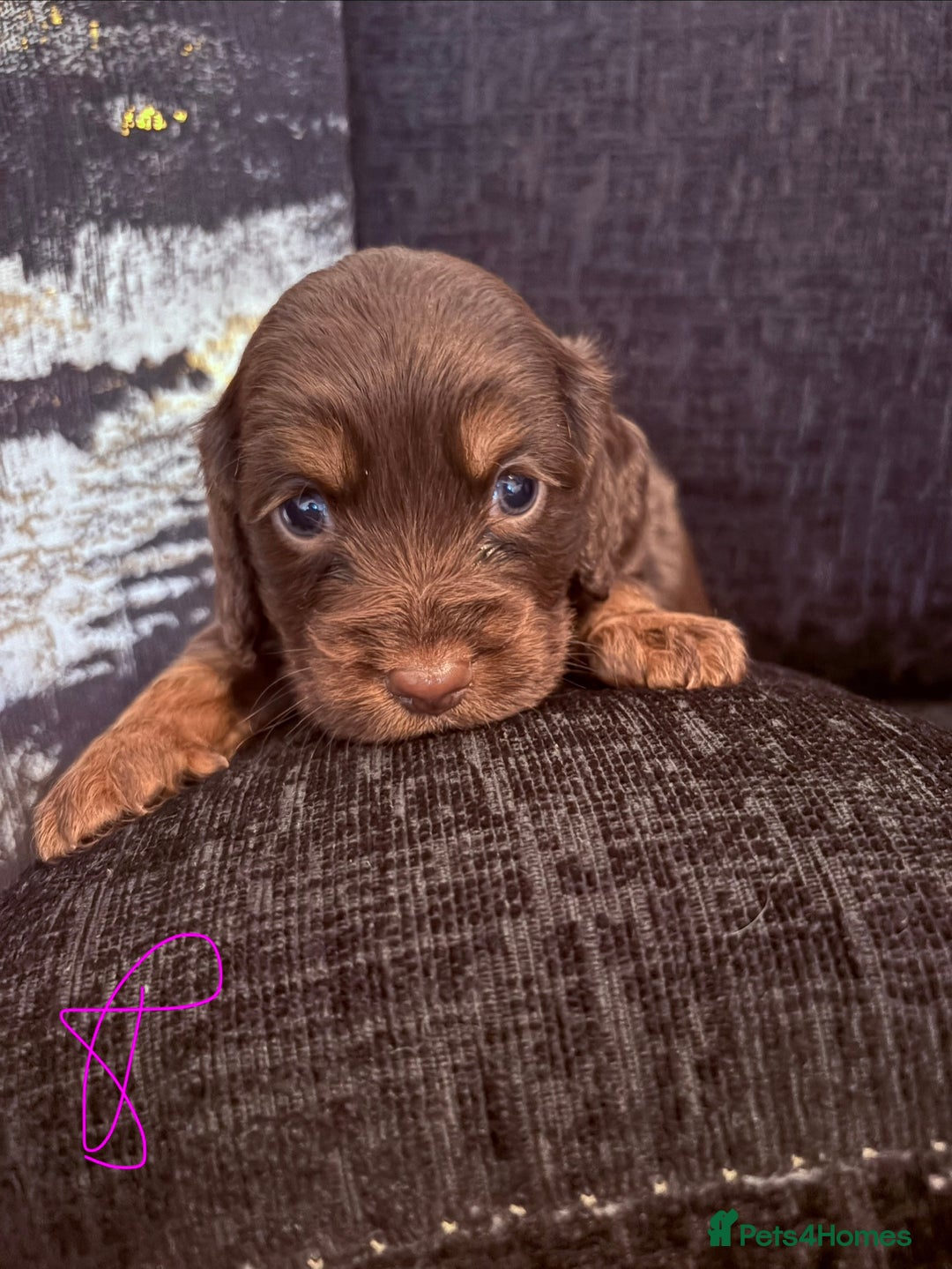 Cocker Spaniel dogs for sale:  Cocker spaniel puppies  - Image 6