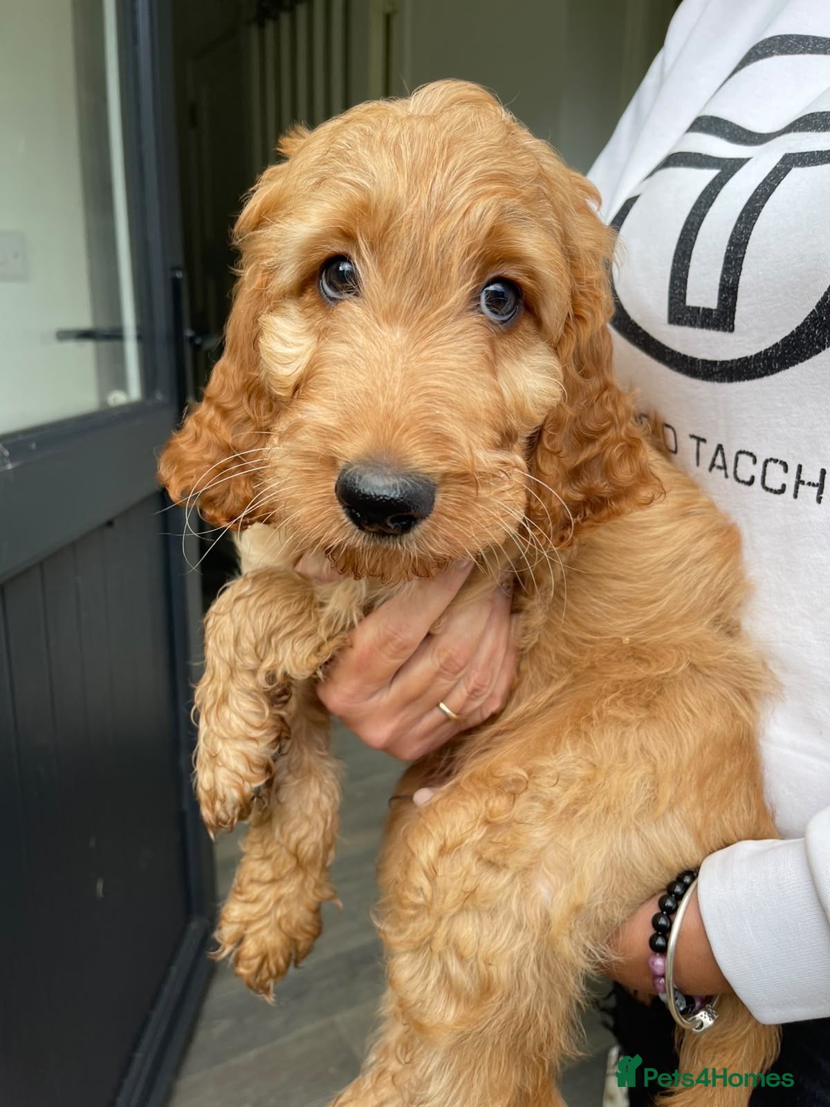 Irish Doodle dogs Beautiful Red Irishdoodles  - Advert 2