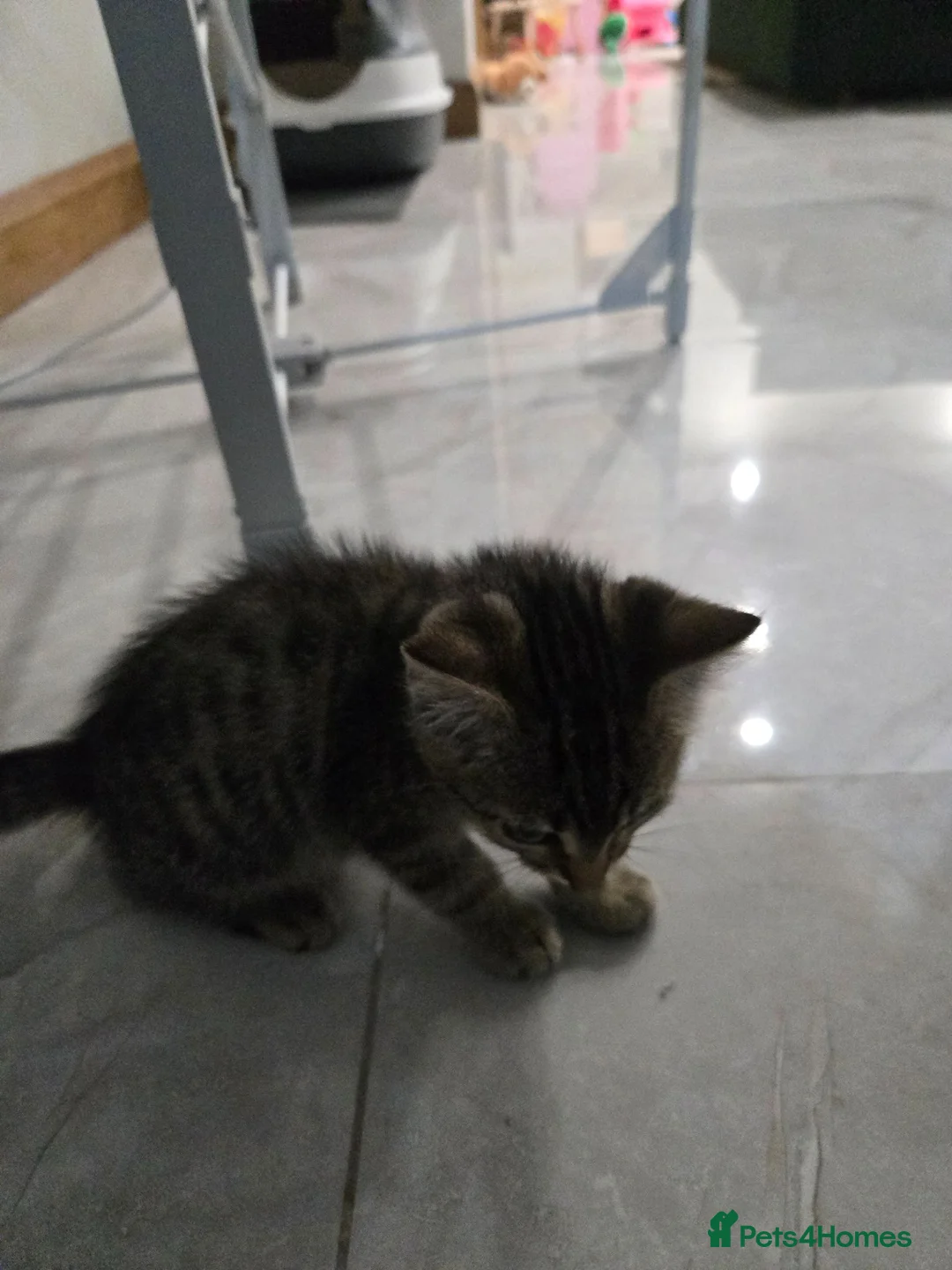 Bengal cats for sale: 10 Week Old Male Bengal Mix Kitten in Birmingham - Advert 2