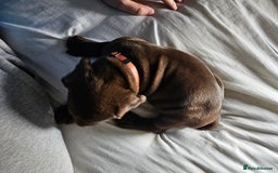 Mastiff dogs for sale: Mastiff Hybrids  - Image 8