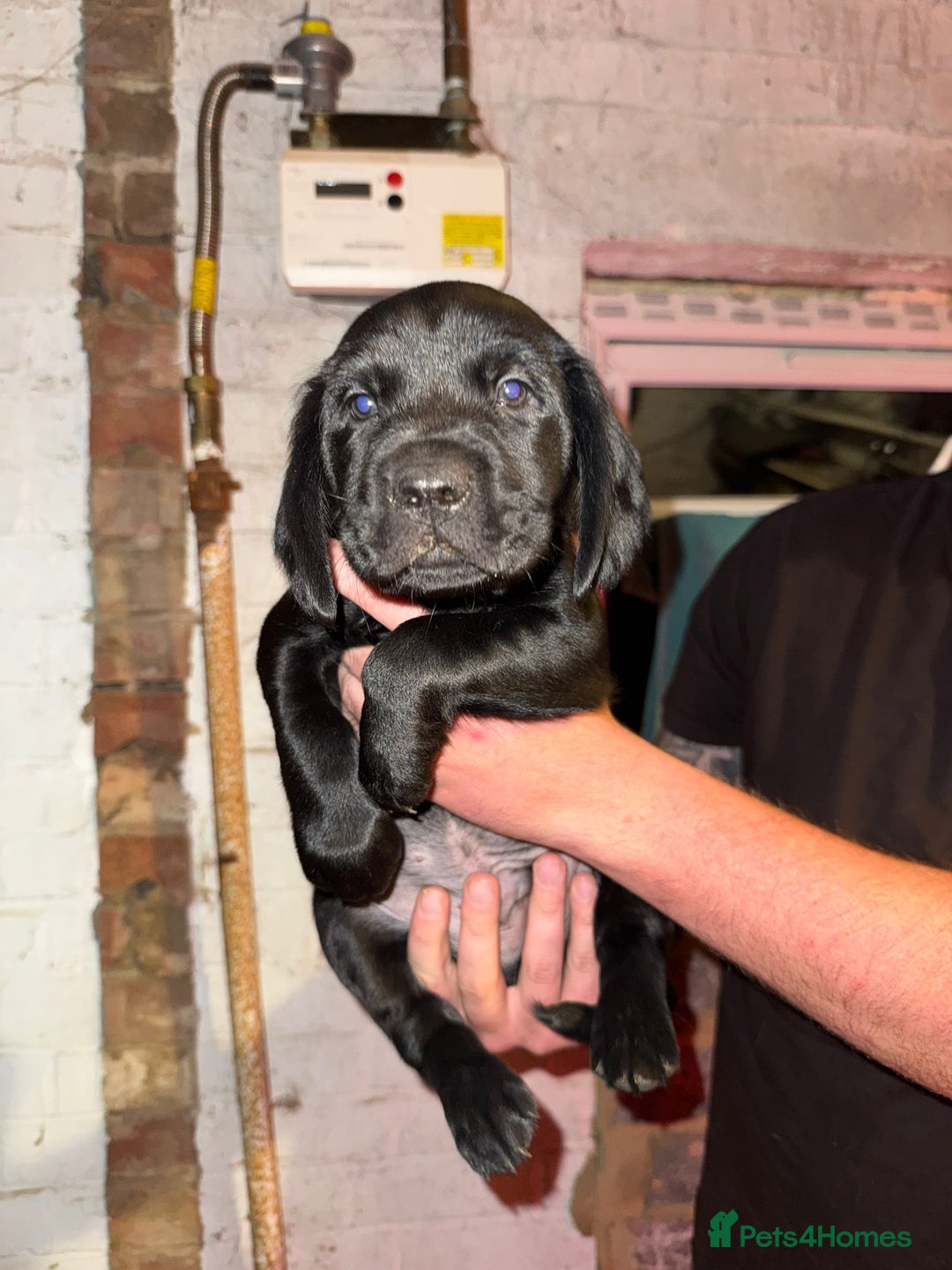 Mixed Breed dogs for sale: Beautiful Labrador × Sprocker Puppies  - Image 7