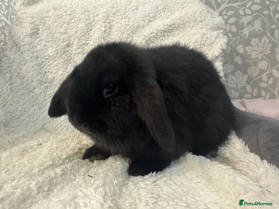 Mini Lop rabbits for sale: Mini Lop Bunnies-2 Boys Ready Now & more in 2 was - Advert 2