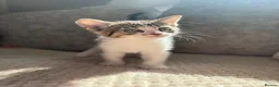 Domestic Shorthair cats for sale: Gorgeous little kittens looking for a forever home - Advert 17